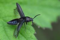 Cidnopus pilosus