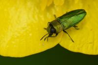 Anthaxia nitidula