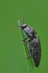 Agrypnus murinus