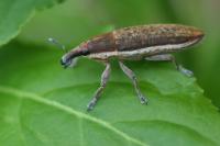 Lixus ochraceus