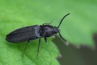 Cidnopus pilosus
