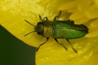 Anthaxia nitidula