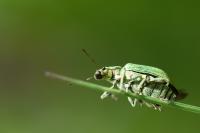 Polydrusus planifrons