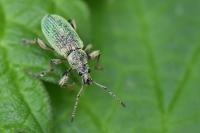 Phyllobius pomaceus