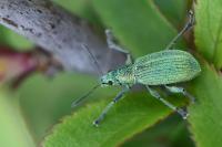 Polydrusus planifrons