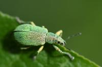 Polydrusus planifrons