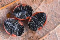 Coccinella septempunctata