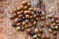 Harmonia axyridis