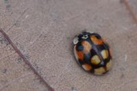Adalia decempunctata
