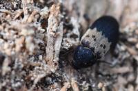 Dermestes lardarius