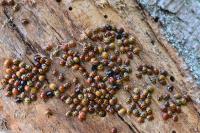 Harmonia axyridis