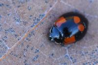 Adalia bipunctata