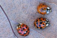 Harmonia axyridis