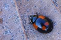Adalia bipunctata