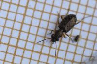 Asaphidion stierlini