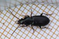 Pterostichus
