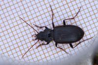 Nebria salina