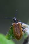 Lagria hirta