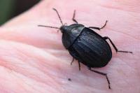 Phosphuga atrata