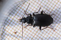 Platynus assimilis