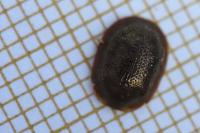 Thymalus limbatus