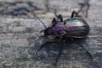 Carabus arvensis