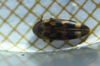 Orchesia undulata