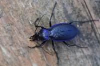 Carabus problematicus