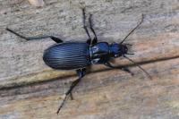 Pterostichus niger