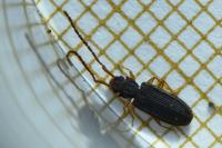 Uleiota planatus