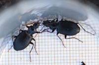 Platynus assimilis