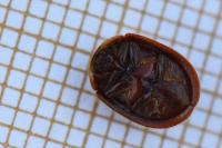 Thymalus limbatus