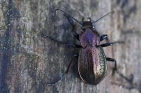 Carabus arvensis