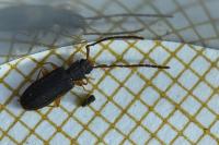 Uleiota planatus