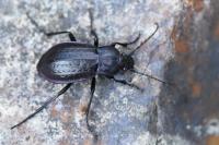 Carabus arvensis