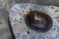 Thymalus limbatus