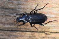 Pterostichus niger