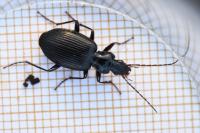 Platynus assimilis