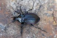Carabus arvensis