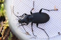 Pterostichus niger