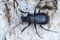 Carabus arvensis