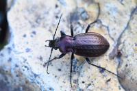 Carabus arvensis