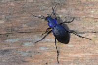 Carabus problematicus