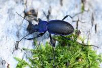 Carabus problematicus