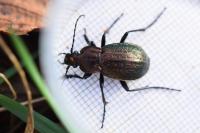 Carabus arvensis