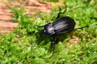 Carabus arvensis