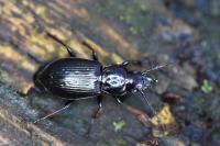 Pterostichus oblongopunctatus