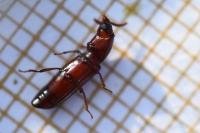 Corticeus unicolor