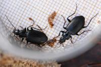 Platynus assimilis