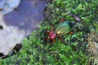 Carabus auronitens